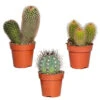 3x Cactus Mix – Succulent – Onderhoudsvriendelijk - ⌀8,5 Cm –↕10-15 Cm -Goedkope Planten winkel 1000010739