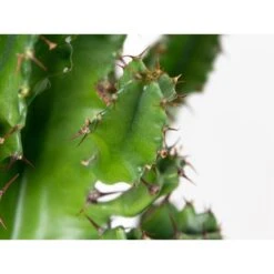 Cowboy Cactus - Euphorbia Acruensis - ⌀17 Cm - ↕60-70 Cm -Goedkope Planten winkel 1000011251 0102