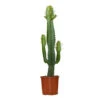 Cowboy Cactus - Euphorbia Acruensis - ⌀17 Cm - ↕60-70 Cm -Goedkope Planten winkel 1000011251