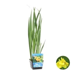 Iris Pseudacorus β Gele Lis β Zone 2-3 β β18cm - β25-35cm