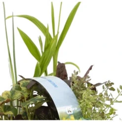 6x Inheemse Vijverplanten Mix – Zone 2 & 3 – ⌀9 Cm - ↕15-25 Cm -Goedkope Planten winkel 1000011913 0102