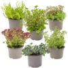 Vaste Planten Mix 6x - Buitenplant - Potmaat14 Cm - Hoogte 10-15 Cm 9 Vaste Planten Mix 6x - Buitenplant - Potmaat14 Cm - Hoogte 10-15 Cm -Goedkope Planten winkel 1000011915