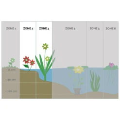 Anagallis Tenella 2x - Vijverplant - Potmaat 11 Cm - Hoogte 11-22 Cm -Goedkope Planten winkel 1000011917 0102