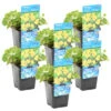Penningkruid 6x - Vijverplant - Potmaat 9 Cm - Hoogte 10-20 Cm -Goedkope Planten winkel 1000011919