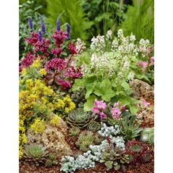 Sempervivum Rotsplanten Mix 6x - Buitenplant Pot 7 Cm - Hoogte 8-12cm -Goedkope Planten winkel 1000011921 0102