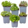 Sempervivum Rotsplanten Mix 6x - Buitenplant Pot 7 Cm - Hoogte 8-12cm -Goedkope Planten winkel 1000011921