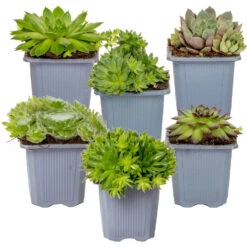 Sempervivum Rotsplanten Mix 6x - Buitenplant Pot 7 Cm - Hoogte 8-12cm