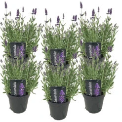 6x Lavandula Angustifolia 'Ardèche' - Lavendel - ⌀12 Cm - ↕20-25 Cm