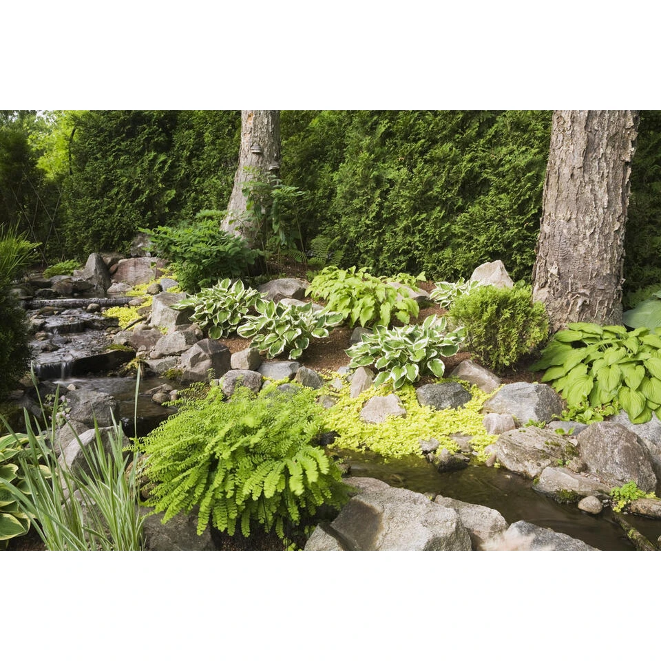 Penningkruid - Vijverplant - Potmaat 9 Cm - Hoogte 10-20 Cm 2 Penningkruid - Vijverplant - Potmaat 9 Cm - Hoogte 10-20 Cm - Afbeelding 2