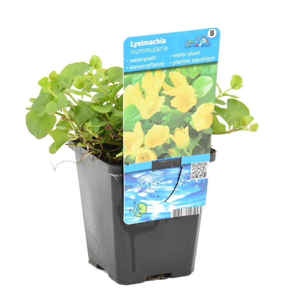 Penningkruid - Vijverplant - Potmaat 9 Cm - Hoogte 10-20 Cm 1 Penningkruid - Vijverplant - Potmaat 9 Cm - Hoogte 10-20 Cm