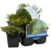 6x Zuurstofrijke Vijverplanten Mix –Zone 2 & 3 – ⌀9 Cm - ↕15-25 Cm -Goedkope Planten winkel 1000011927