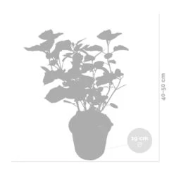 2x Hydrangea 'Pink Annabelle' - Hortensia -⌀19 Cm - ↕40-50 Cm -Goedkope Planten winkel 1000011930 0102