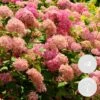 2x Hydrangea 'Pink Annabelle' - Hortensia -⌀19 Cm - ↕40-50 Cm -Goedkope Planten winkel 1000011930