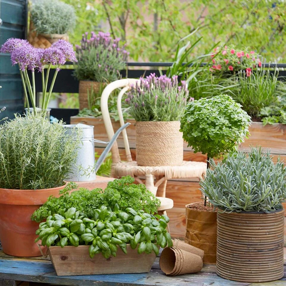 6x Biologische Tuinkruiden Mix - Tuinplanten Mix – ⌀9 Cm - ↕10-15 Cm 2 6x Biologische Tuinkruiden Mix - Tuinplanten Mix – ⌀9 Cm - ↕10-15 Cm - Afbeelding 2