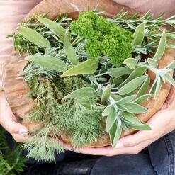 6x Biologische Tuinkruiden Mix - Tuinplanten Mix – ⌀9 Cm - ↕10-15 Cm 5 6x Biologische Tuinkruiden Mix - Tuinplanten Mix – ⌀9 Cm - ↕10-15 Cm -Goedkope Planten winkel 1000011931 0105