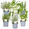 6x Biologische Tuinkruiden Mix - Tuinplanten Mix – ⌀9 Cm - ↕10-15 Cm 8 6x Biologische Tuinkruiden Mix - Tuinplanten Mix – ⌀9 Cm - ↕10-15 Cm -Goedkope Planten winkel 1000011931