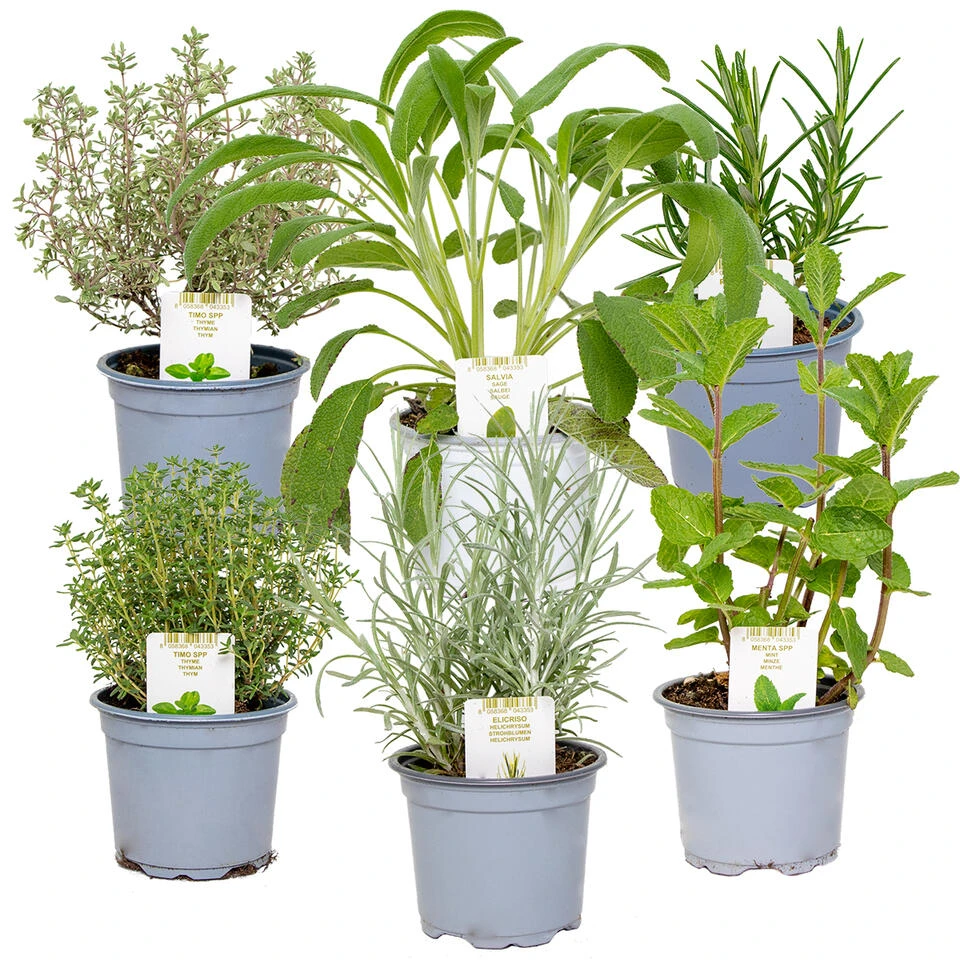 6x Biologische Tuinkruiden Mix - Tuinplanten Mix – ⌀9 Cm - ↕10-15 Cm 1 6x Biologische Tuinkruiden Mix - Tuinplanten Mix – ⌀9 Cm - ↕10-15 Cm