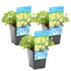 Penningkruid 3x - Vijverplant - Potmaat 9 Cm - Hoogte 10-20 Cm 7 Penningkruid 3x - Vijverplant - Potmaat 9 Cm - Hoogte 10-20 Cm -Goedkope Planten winkel 1000011932