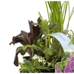 6x Geurende Vijverplanten Mix – Zone 2 & 3 – ⌀9 Cm - ↕15-25 Cm -Goedkope Planten winkel 1000011935 0103