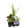 6x Geurende Vijverplanten Mix – Zone 2 & 3 – ⌀9 Cm - ↕15-25 Cm -Goedkope Planten winkel 1000011935