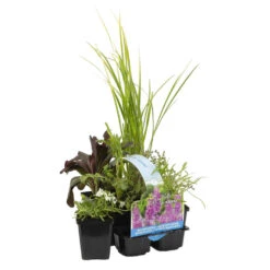 6x Geurende Vijverplanten Mix – Zone 2 & 3 – ⌀9 Cm - ↕15-25 Cm