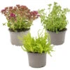 Vaste Planten Mix 3x - Buitenplant - Potmaat14 Cm - Hoogte 10-15 Cm -Goedkope Planten winkel 1000011936