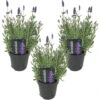 3x Lavandula Angustifolia 'Ardèche' - Lavendel - ⌀12 Cm - ↕20-25 Cm -Goedkope Planten winkel 1000011937