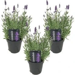 3x Lavandula Angustifolia 'Ardèche' - Lavendel - ⌀12 Cm - ↕20-25 Cm