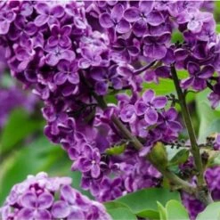 2x Syringa 'Bloomerang Dark Purple' - Buitenplant ⌀13 Cm - ↕25-30 Cm 5 2x Syringa 'Bloomerang Dark Purple' - Buitenplant ⌀13 Cm - ↕25-30 Cm -Goedkope Planten winkel 1000013926 0102