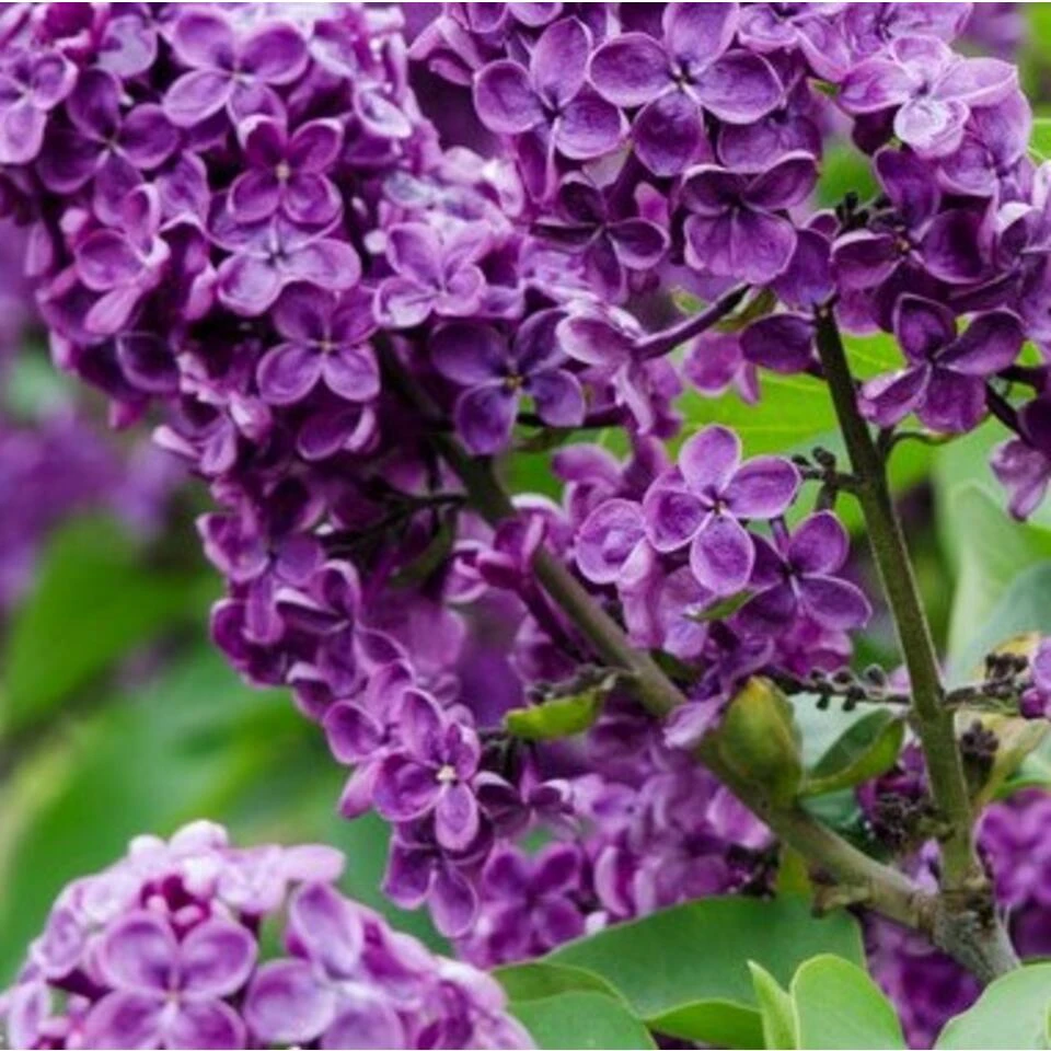 2x Syringa 'Bloomerang Dark Purple' - Buitenplant ⌀13 Cm - ↕25-30 Cm 3 2x Syringa 'Bloomerang Dark Purple' - Buitenplant ⌀13 Cm - ↕25-30 Cm - Afbeelding 3