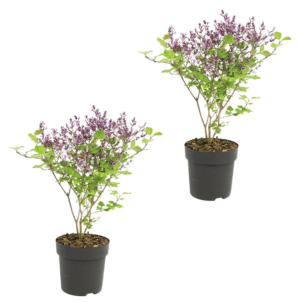 2x Syringa 'Bloomerang Dark Purple' - Buitenplant ⌀13 Cm - ↕25-30 Cm 1 2x Syringa 'Bloomerang Dark Purple' - Buitenplant ⌀13 Cm - ↕25-30 Cm