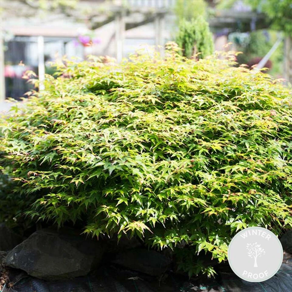 Acer Palmatum 'Little Princess' – Japanse Esdoorn – ⌀19 Cm - ↕40-50 Cm 2 Acer Palmatum 'Little Princess' – Japanse Esdoorn – ⌀19 Cm - ↕40-50 Cm - Afbeelding 2