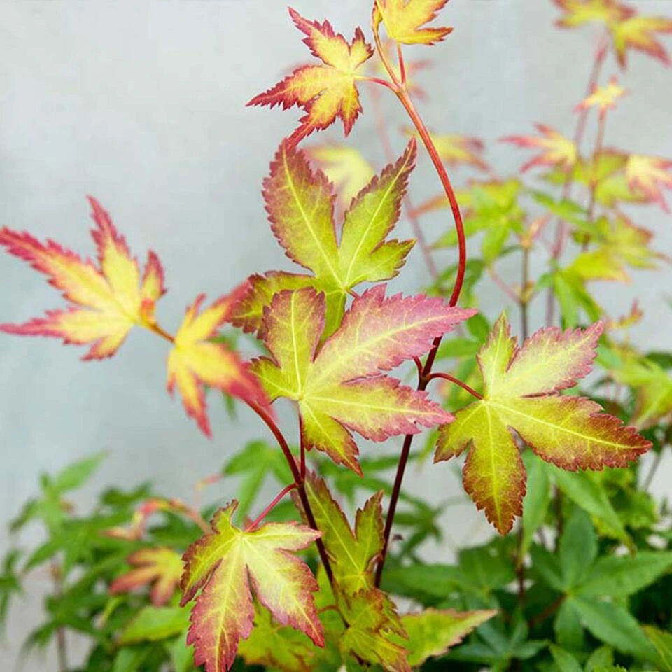 Acer Palmatum 'Little Princess' – Japanse Esdoorn – ⌀19 Cm - ↕40-50 Cm 4 Acer Palmatum 'Little Princess' – Japanse Esdoorn – ⌀19 Cm - ↕40-50 Cm - Afbeelding 4