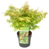 Acer Palmatum 'Little Princess' – Japanse Esdoorn – ⌀19 Cm - ↕40-50 Cm -Goedkope Planten winkel 1000013943