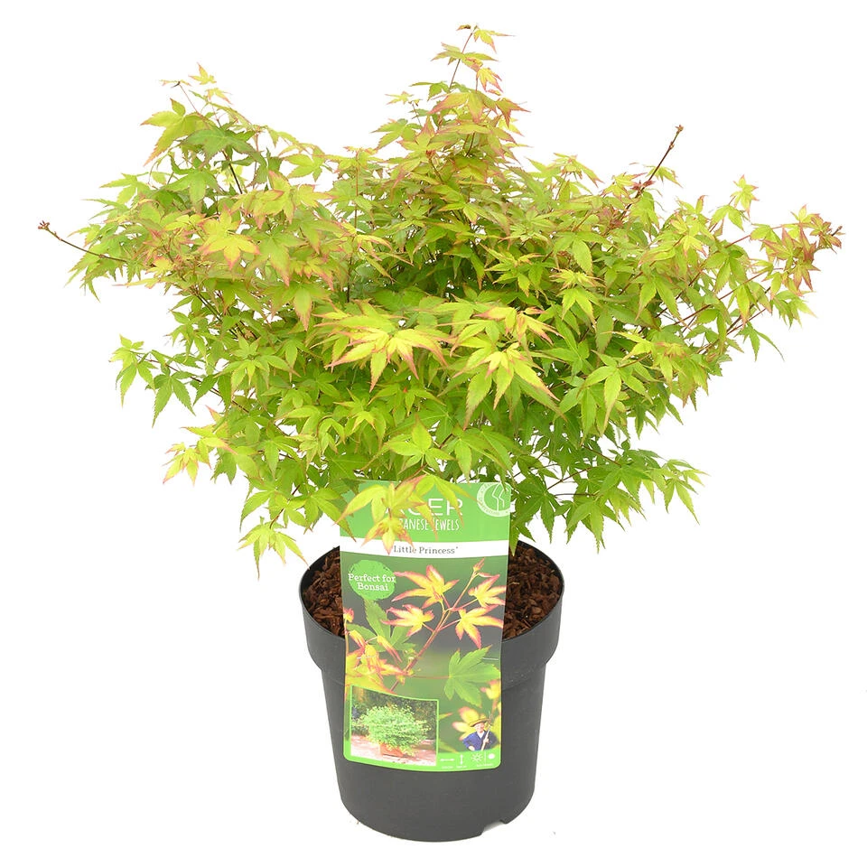 Acer Palmatum 'Little Princess' – Japanse Esdoorn – ⌀19 Cm - ↕40-50 Cm 1 Acer Palmatum 'Little Princess' – Japanse Esdoorn – ⌀19 Cm - ↕40-50 Cm