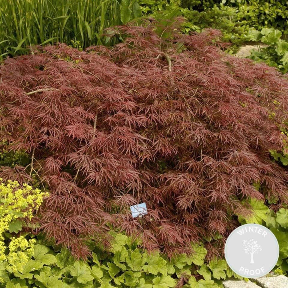 Acer Palmatum 'Garnet’ – Japanse Esdoorn – ⌀19 Cm - ↕50-60 Cm 2 Acer Palmatum 'Garnet’ – Japanse Esdoorn – ⌀19 Cm - ↕50-60 Cm - Afbeelding 2