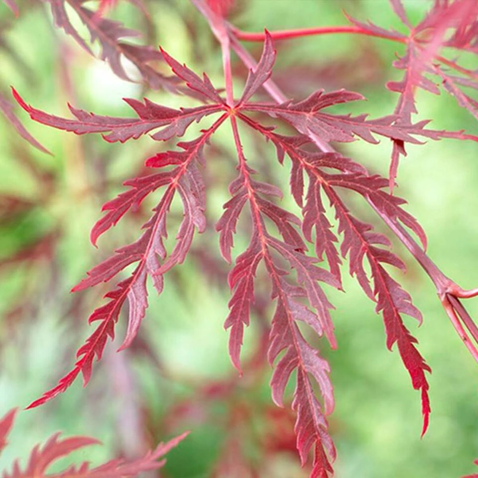 Acer Palmatum 'Garnet’ – Japanse Esdoorn – ⌀19 Cm - ↕50-60 Cm 4 Acer Palmatum 'Garnet’ – Japanse Esdoorn – ⌀19 Cm - ↕50-60 Cm - Afbeelding 4