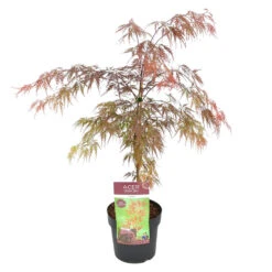 Acer Palmatum 'Garnet’ – Japanse Esdoorn – ⌀19 Cm - ↕50-60 Cm