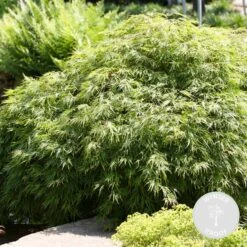 Acer Palmatum 'Emerald Lace' – Japanse Esdoorn – ⌀19 Cm - ↕60-70 Cm -Goedkope Planten winkel 1000013945 0101