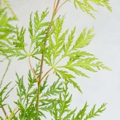 Acer Palmatum 'Emerald Lace' – Japanse Esdoorn – ⌀19 Cm - ↕60-70 Cm -Goedkope Planten winkel 1000013945 0103