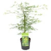 Acer Palmatum 'Emerald Lace' – Japanse Esdoorn – ⌀19 Cm - ↕60-70 Cm -Goedkope Planten winkel 1000013945
