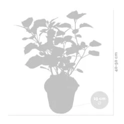 Hydrangea Arborescens 'Pink Annabelle' - Hortensia -⌀19 Cm - ↕40-50 Cm -Goedkope Planten winkel 1000013950 0102