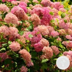 Hydrangea Arborescens 'Pink Annabelle' - Hortensia -⌀19 Cm - ↕40-50 Cm