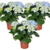 3x Hydrangea Macrophylla 'Early Blue'– Hortensia – ⌀14 Cm - ↕30-40 Cm -Goedkope Planten winkel 1000013952