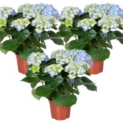3x Hydrangea Macrophylla 'Early Blue'– Hortensia – ⌀14 Cm - ↕30-40 Cm
