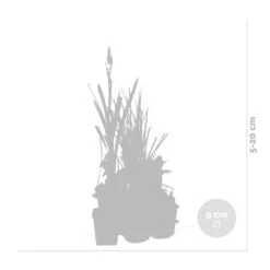 6x Bloeiende Vijverplanten Mix – Zone 2 & 3 – ⌀9 Cm - ↕05-20 Cm 6 6x Bloeiende Vijverplanten Mix – Zone 2 & 3 – ⌀9 Cm - ↕05-20 Cm -Goedkope Planten winkel 1000013958 0102