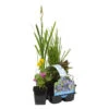 6x Bloeiende Vijverplanten Mix – Zone 2 & 3 – ⌀9 Cm - ↕05-20 Cm -Goedkope Planten winkel 1000013958
