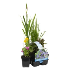 6x Bloeiende Vijverplanten Mix – Zone 2 & 3 – ⌀9 Cm - ↕05-20 Cm