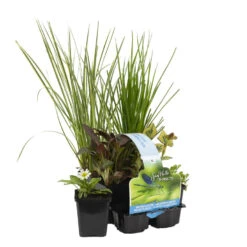 6x Insecten Vriendelijke Vijverplanten Mix – Zone 2 & 3-⌀9cm -↕15-25cm