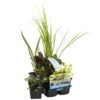 6x Zuiverende Vijverplanten Mix – Zone 2 & 3 – ⌀9 Cm - ↕05-20 Cm -Goedkope Planten winkel 1000013965